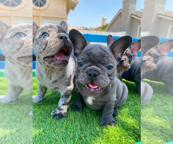 Medium Photo #1  Breeder Profile in SAN BERNARDINO, CA, USA
