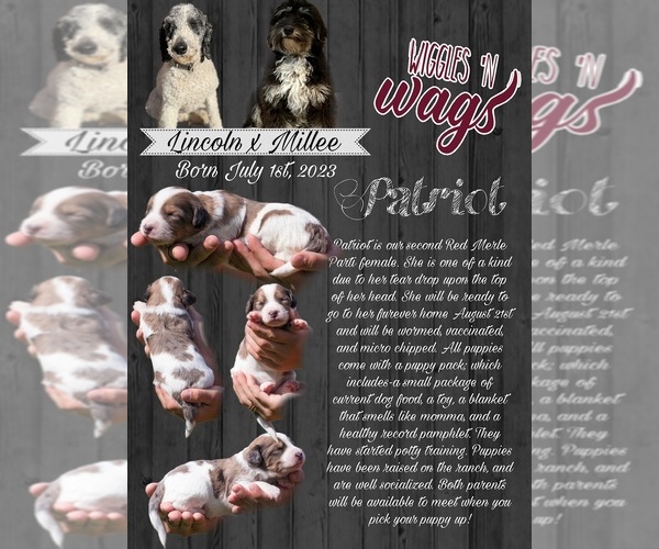 Medium Photo #10  Breeder Profile in PRAIRIE VIEW, KS, USA
