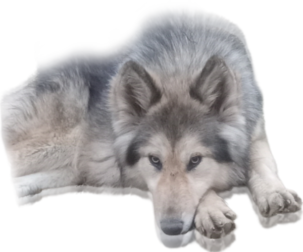Medium Photo #15  Breeder Profile in JEFFERSON, TX, USA