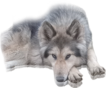 Small #14 Breeder Profile image