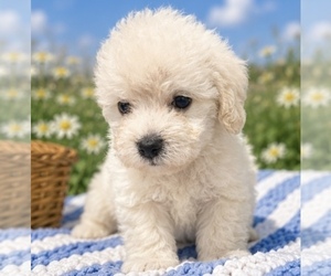 Maltipoo (Miniature) Dog Breeder near CONROE, TX, USA