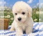 Small breeder photo