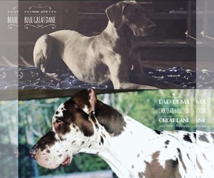 Main photo of Great Dane Dog Breeder near MULBERRY, FL, USA