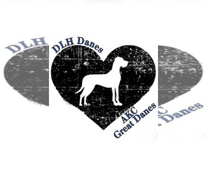 Great Dane Dog Breeder near MARSHVILLE, NC, USA