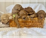 Small #1 Breeder Profile image