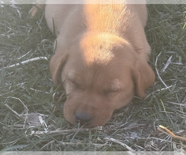 Medium Photo #1  Breeder Profile in SHELDON, IA, USA
