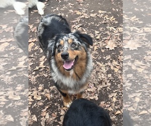 Australian Shepherd Dog Breeder near MARION, SC, USA