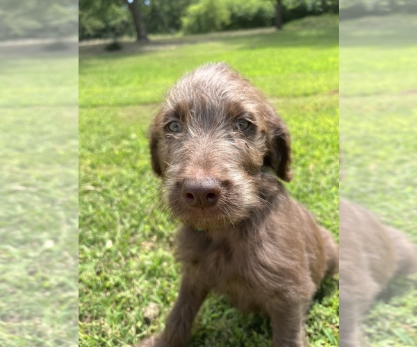 Medium Photo #1  Breeder Profile in CHOCTAW, OK, USA