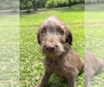 Small breeder photo