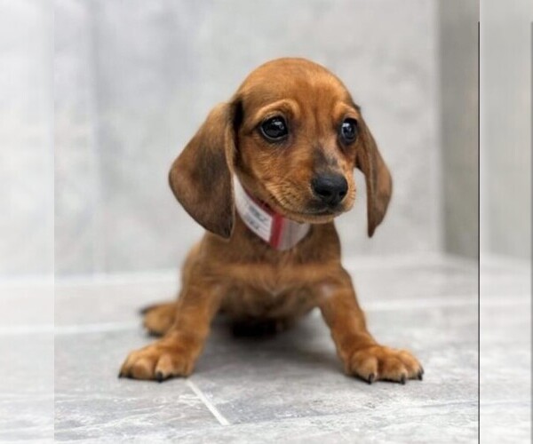 Medium Photo #25  Breeder Profile in STUART, FL, USA