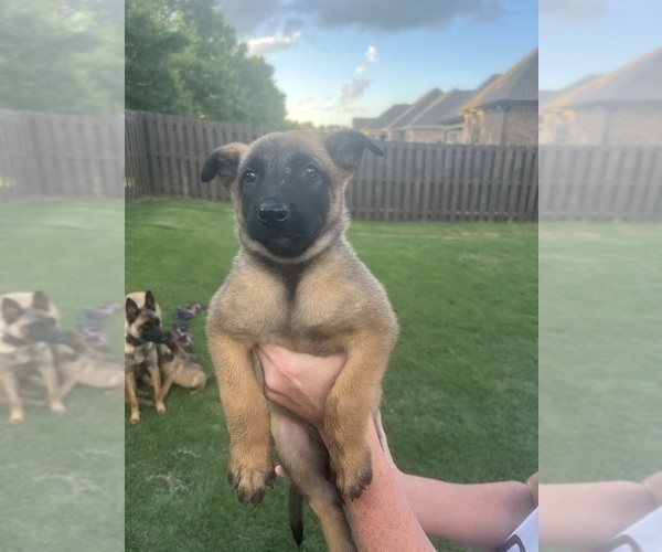 Medium Photo #21  Breeder Profile in ATHENS, AL, USA