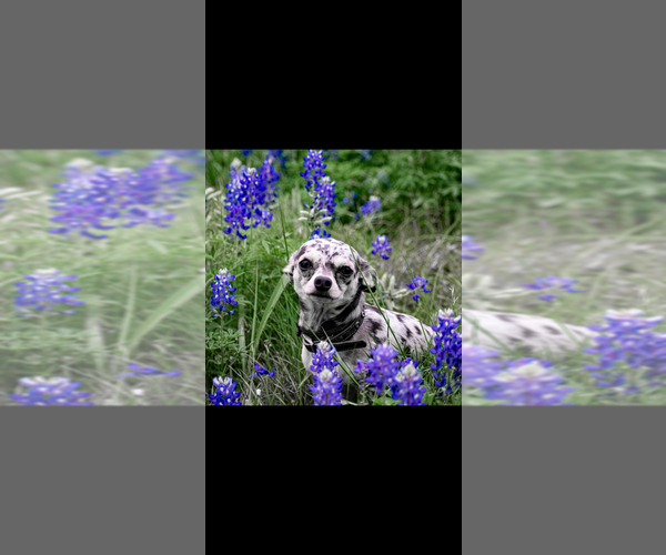 Medium Photo #4  Breeder Profile in SHERMAN, TX, USA