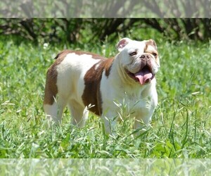 English Bulldog Dog Breeder near STEPHENVILLE, TX, USA