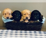 Small breeder photo