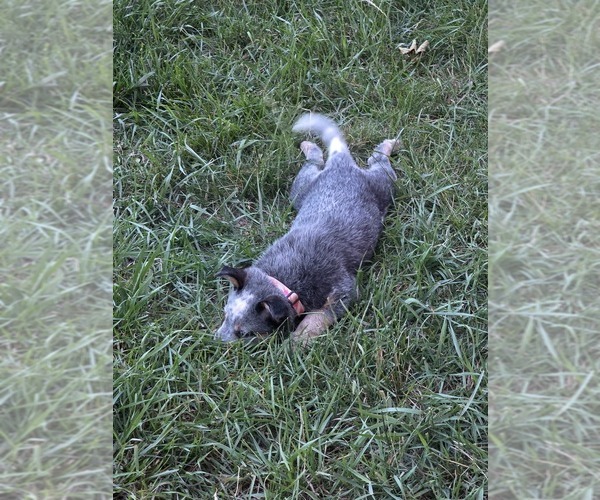 Medium Photo #8  Breeder Profile in HAWARDEN, IA, USA