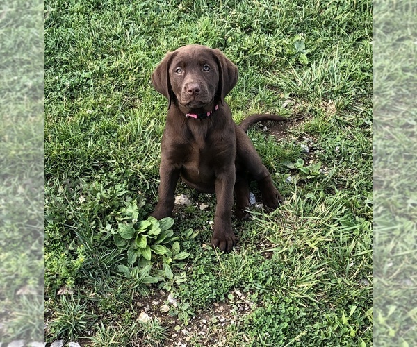 Medium Photo #1  Breeder Profile in GATE CITY, VA, USA