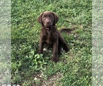 Small breeder photo