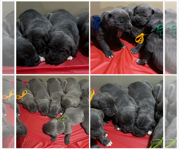 Medium Photo #1  Breeder Profile in JONESBORO, AR, USA