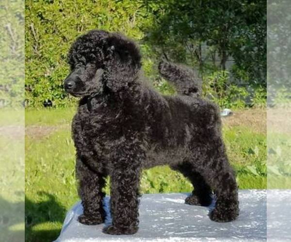 Medium Photo #1  Breeder Profile in STOCKTON, CA, USA