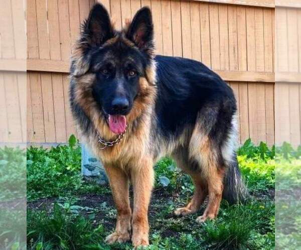 Medium Photo #1  Breeder Profile in YODER, CO, USA