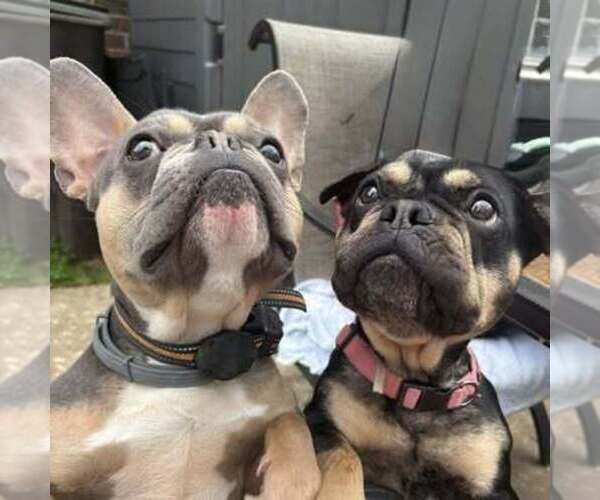 Medium Photo #7  Breeder Profile in GASTONIA, NC, USA