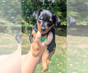 Miniature Pinscher Dog Breeder near WILLIAMSTOWN, WV, USA