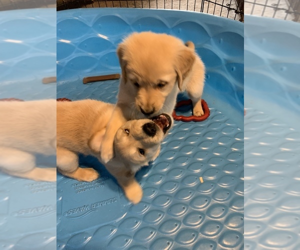 Medium Photo #17  Breeder Profile in LAKE GEORGE, NY, USA