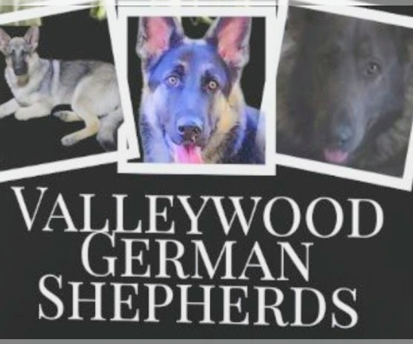 Medium Photo #2  Breeder Profile in SAINT LOUIS, MO, USA