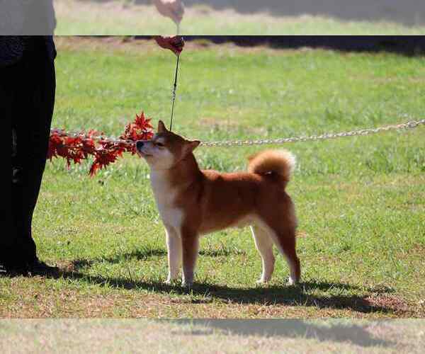 Medium Photo #21  Breeder Profile in THOMASTON, GA, USA