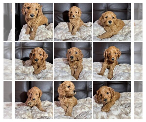 Medium Photo #1  Breeder Profile in SPARTANBURG, SC, USA