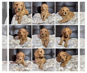 Goldendoodle Dog Breeder near SPARTANBURG, SC, USA