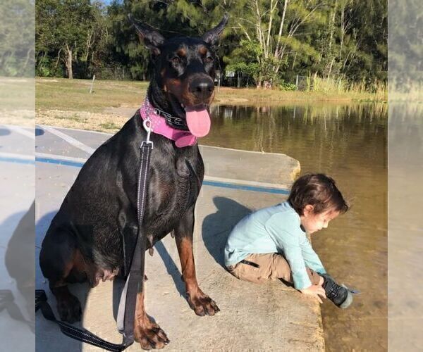 Medium Photo #57  Breeder Profile in FORT LAUDERDALE, FL, USA