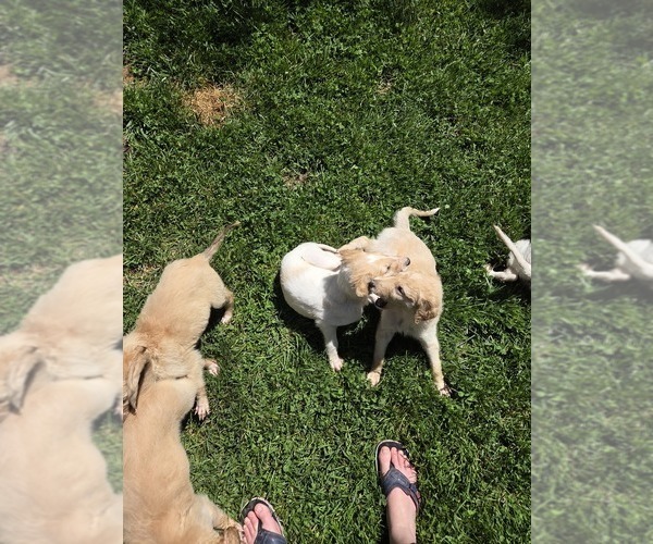 Medium Photo #6  Breeder Profile in YUCAIPA, CA, USA