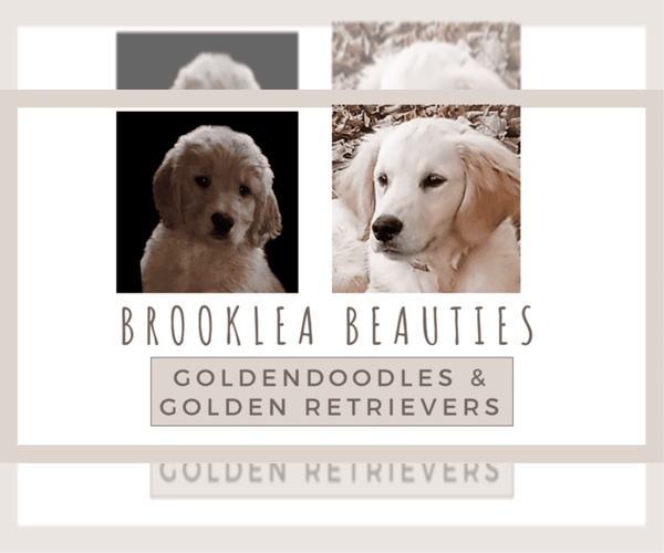Medium Photo #1  Breeder Profile in BATH, NY, USA