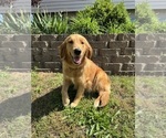 Small #56 Breeder Profile image