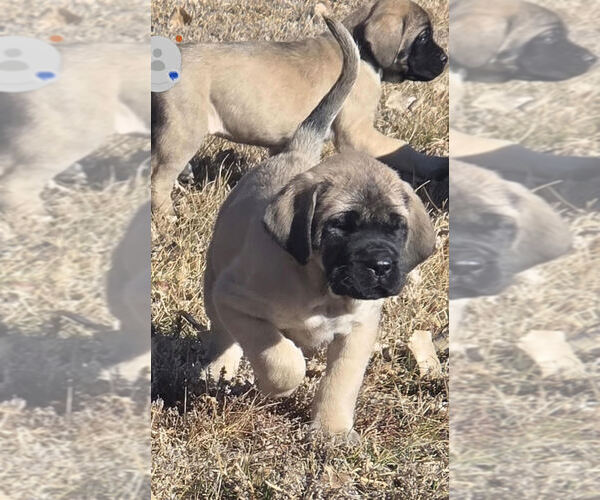 Medium Photo #11  Breeder Profile in KERSEY, CO, USA