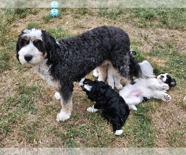 Medium Photo #2  Breeder Profile in GREENCASTLE, PA, USA