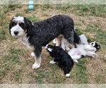 Small #1 Breeder Profile image