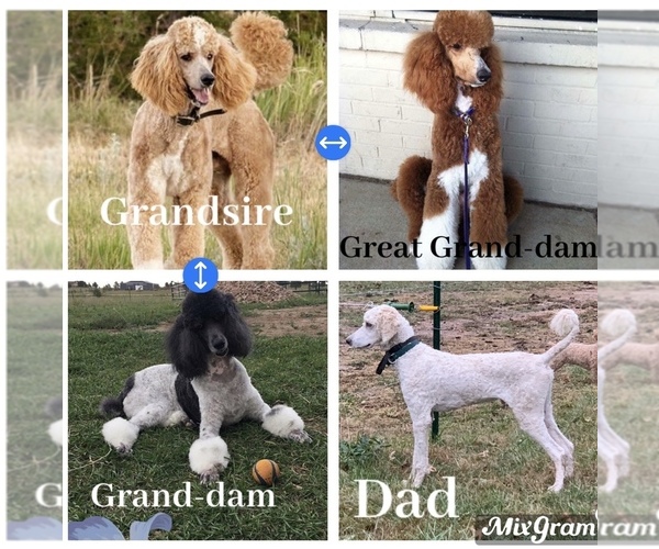 Medium Photo #1  Breeder Profile in MOUNTAIN GROVE, MO, USA