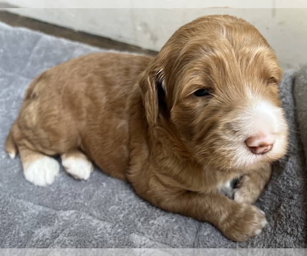 Medium Photo #1  Breeder Profile in AUBURN, AL, USA