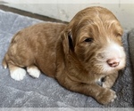 Small breeder photo