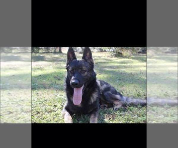 Medium Photo #1  Breeder Profile in PINEHURST, TX, USA