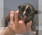 Small #9 Breeder Profile image
