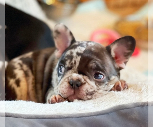 Medium Photo #1  Breeder Profile in OOLOGAH, OK, USA