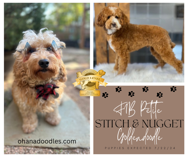 Medium Photo #54  Breeder Profile in HALTOM CITY, TX, USA