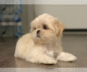 Shih Tzu Dog Breeder near WESLEY CHAPEL, FL, USA