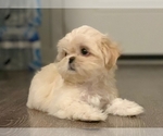 Small Photo #1  Breeder Profile in WESLEY CHAPEL, FL, USA