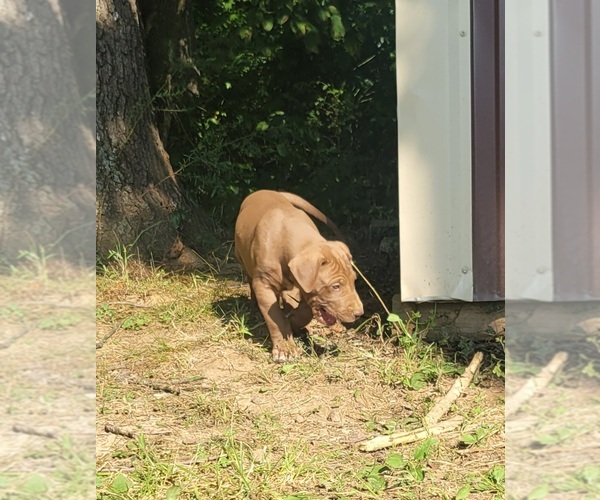 Medium Photo #21  Breeder Profile in HARDINSBURG, IN, USA
