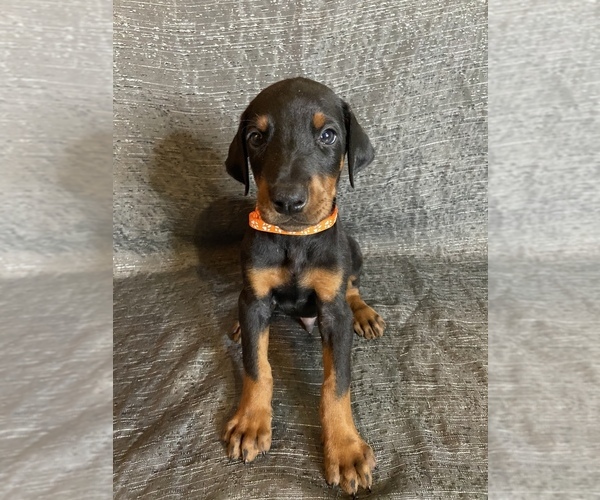 Medium Photo #1  Breeder Profile in CERES, CA, USA