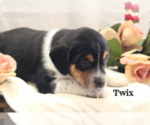 Small breeder photo